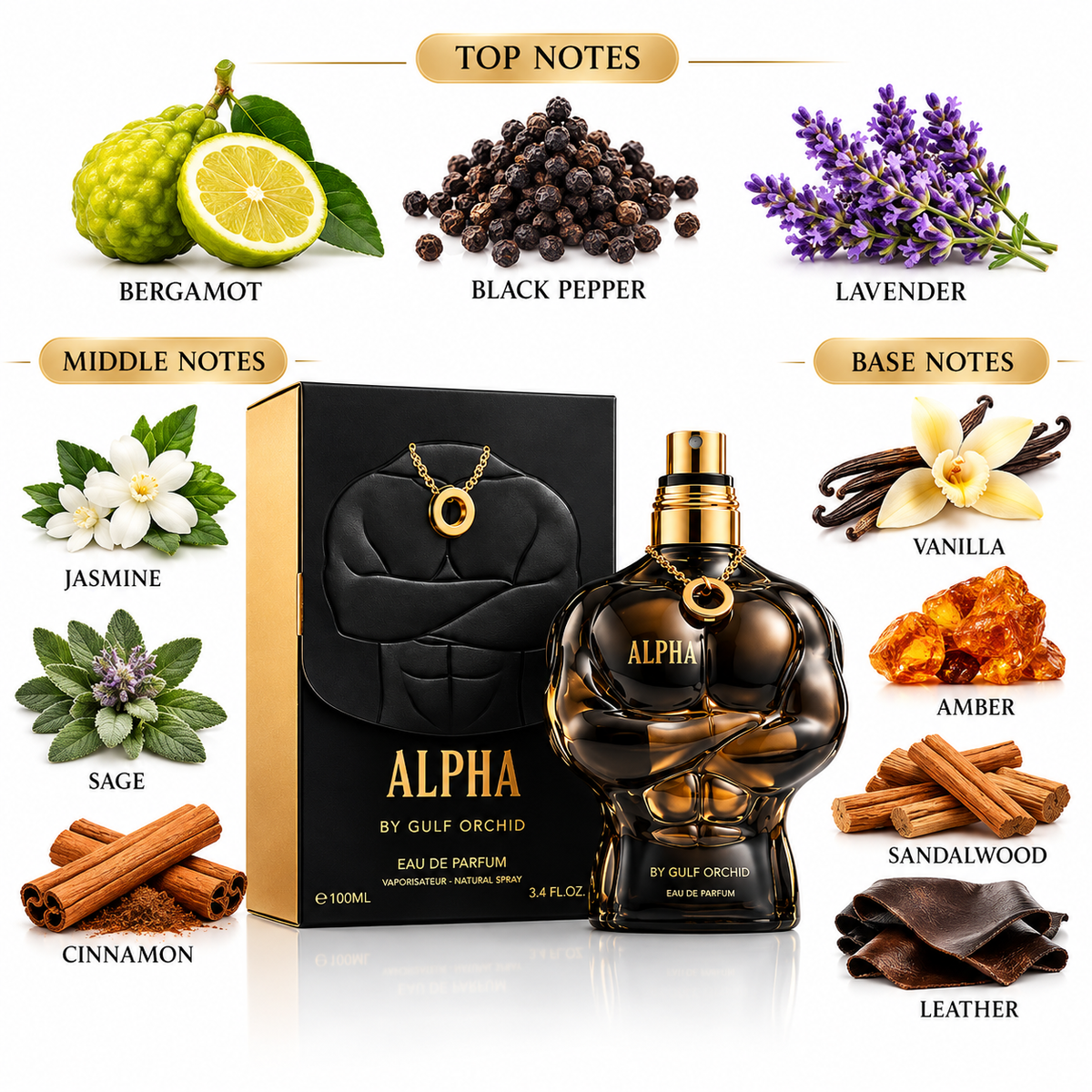 ALPHA by Gulf Orchid